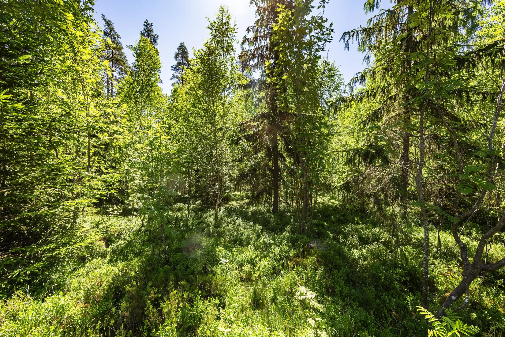Gård/Skog, Krattevägen 3, Hofors