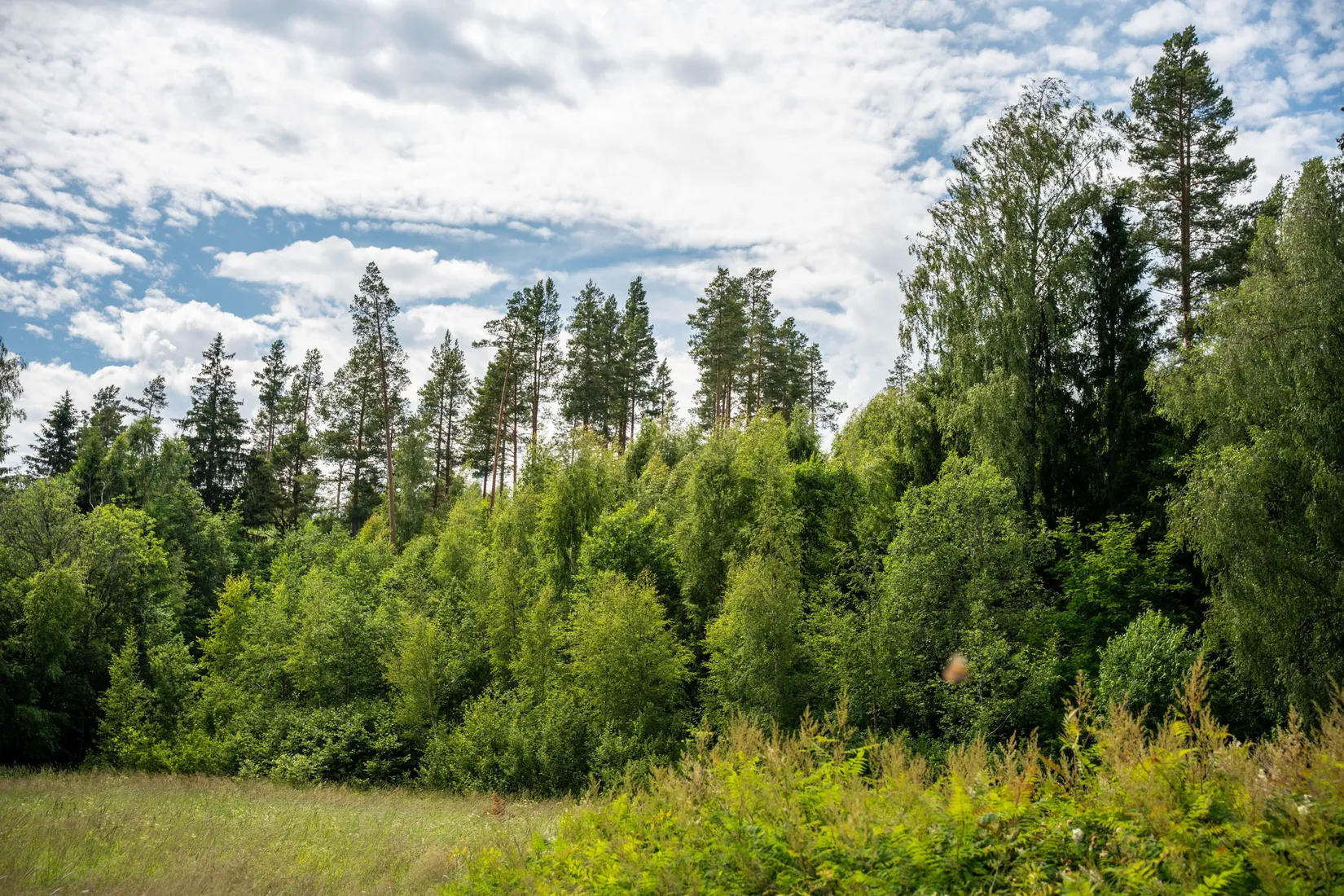 Gård/Skog, Knäfta 110, Kramfors