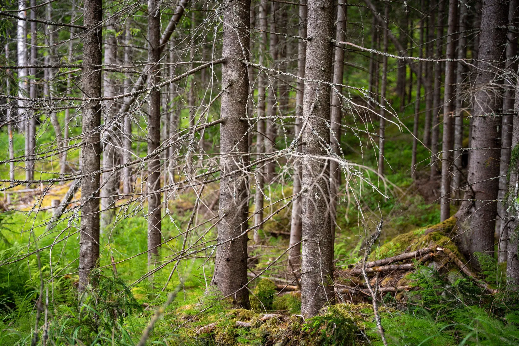 Gård/Skog, Knäfta 110, Kramfors