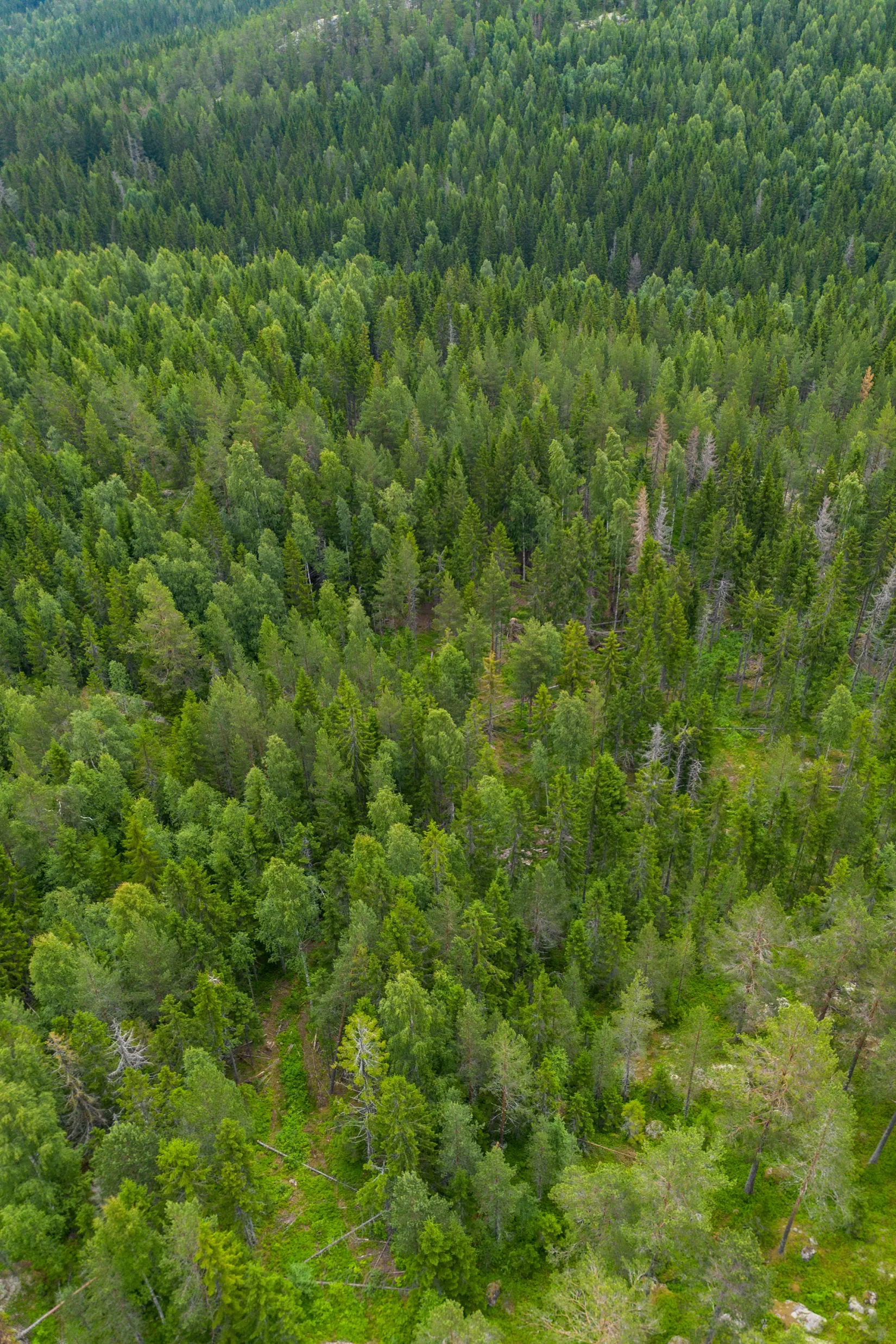 Gård/Skog, Knäfta 110, Kramfors