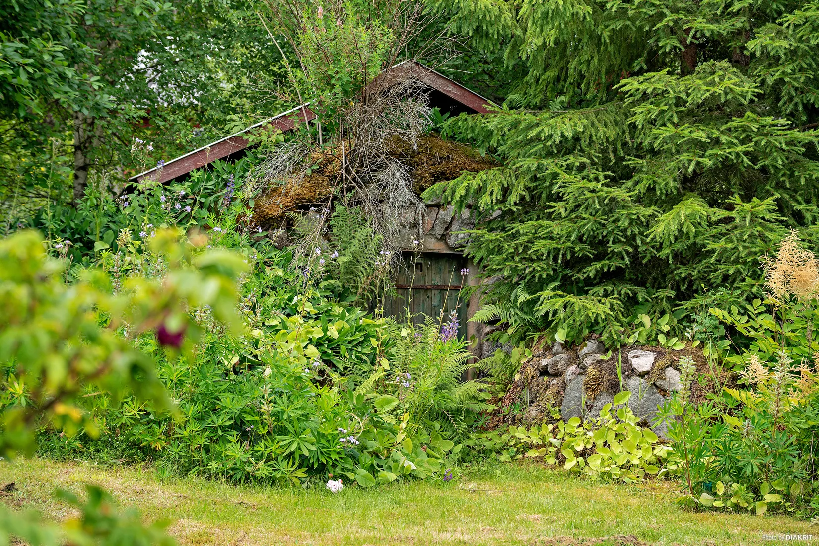 Gård/Skog, Nedre Lid Kalvhagen, Sunnemo Nedre Lid, Hagfors