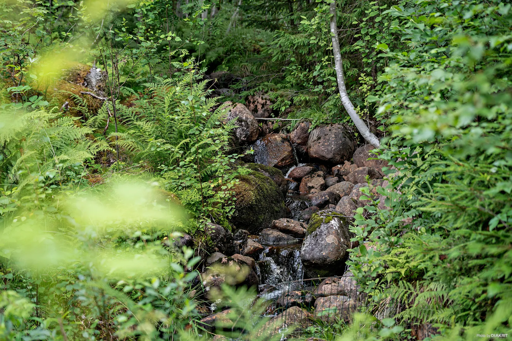 Gård/Skog, Nedre Lid Kalvhagen, Sunnemo Nedre Lid, Hagfors