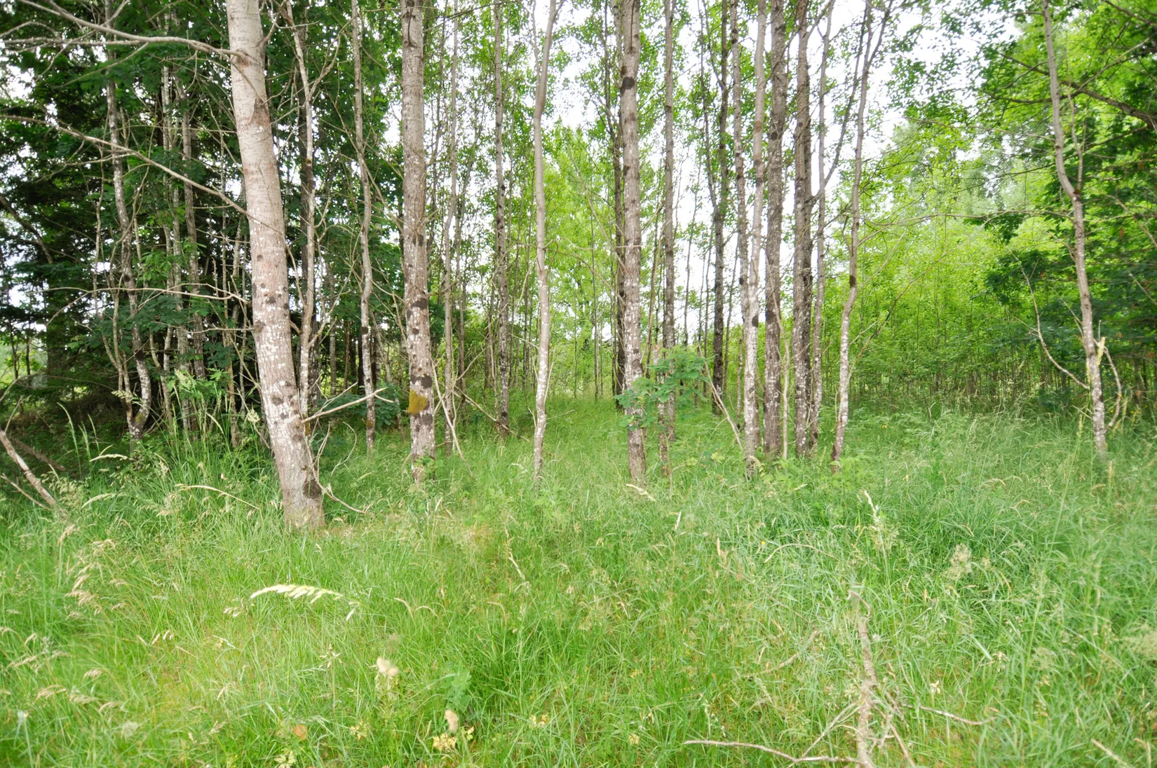 Tomt, Naturtomt på landet, Misterhult, Markaryd