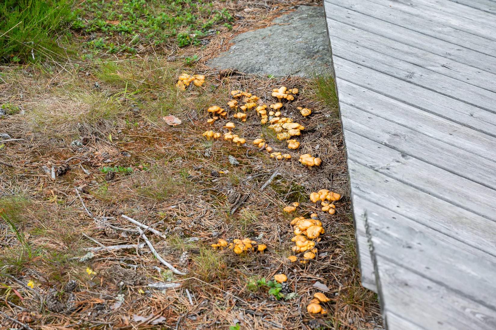 Fritidshus, Notsand 130, Notsand, Härnösand