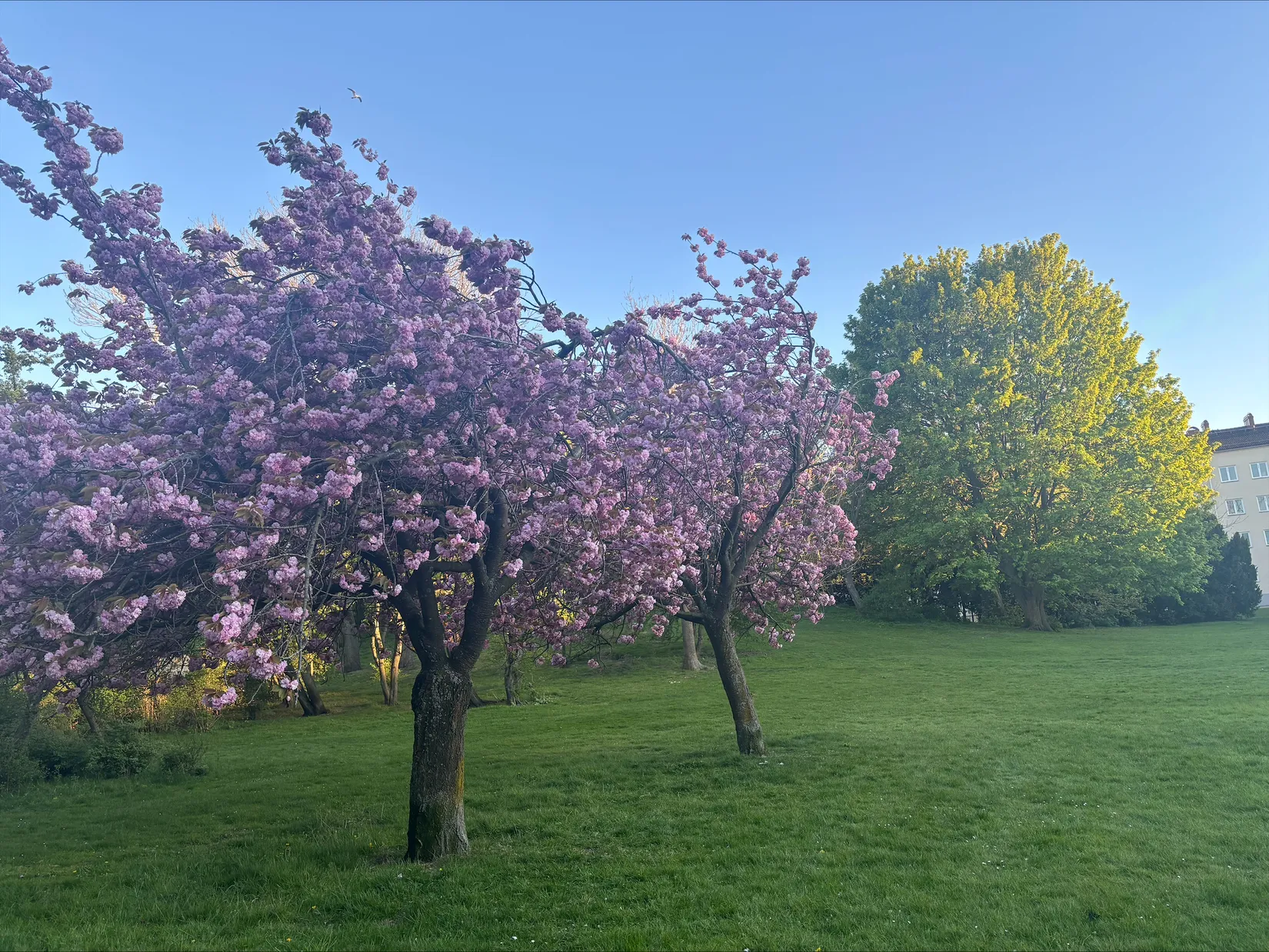 Bostadsrätt, Sallerupsvägen 26 C, Ellstorp, Malmö