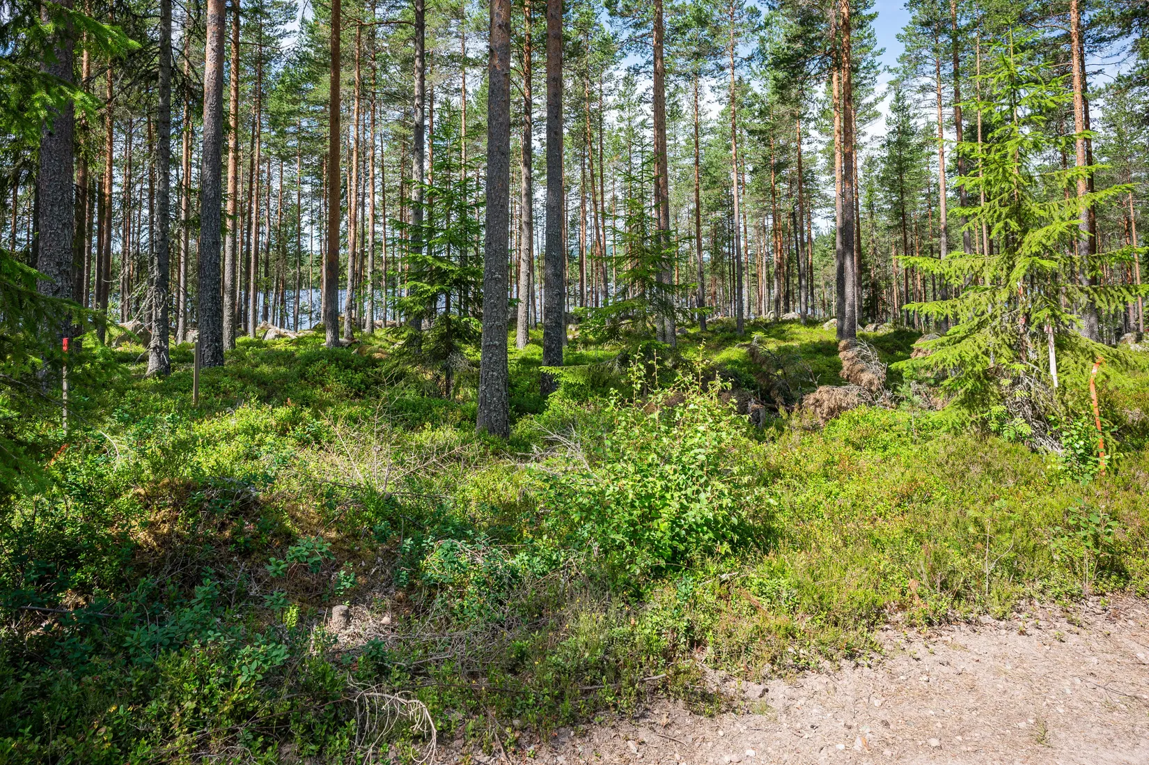 Tomt, Vassgalen Östra 4, Vansbro