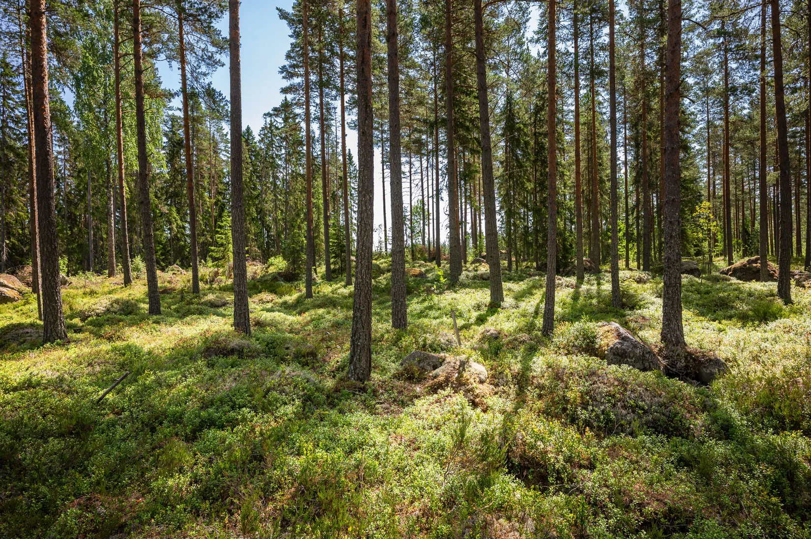 Tomt, Vassgalen Östra 4, Vansbro