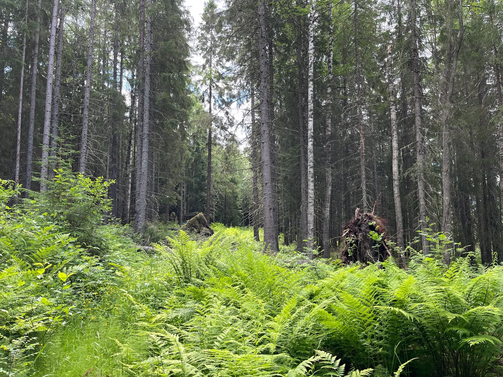 Gård/Skog, NORDANSTIG VÄSTERGRÄNGSJÖ 30:1, 7:2 och 5:10, Gnarp, Nordanstig