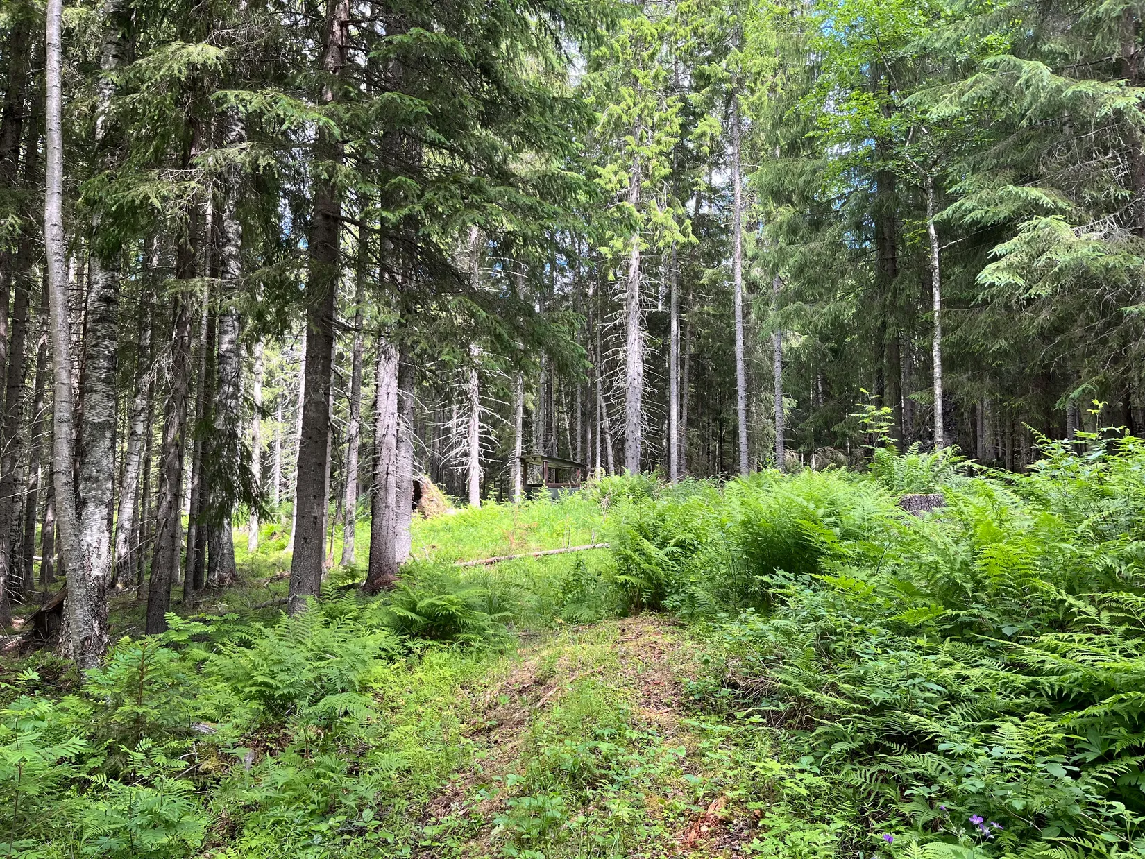 Gård/Skog, NORDANSTIG VÄSTERGRÄNGSJÖ 30:1, 7:2 och 5:10, Gnarp, Nordanstig