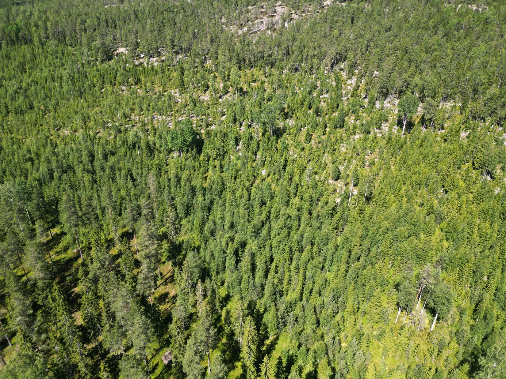 Gård/Skog, NORDANSTIG VÄSTERGRÄNGSJÖ 24:1 och VÄSTERGRÄNGSJÖ3:6, Gnarp, Nordanstig