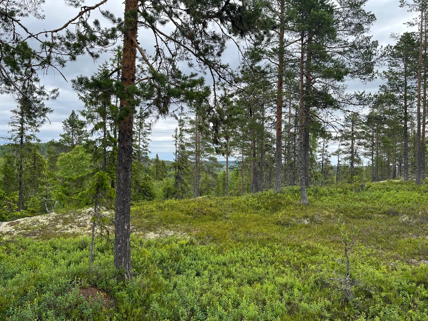 Gård/Skog, NORDANSTIG VÄSTERGRÄNGSJÖ 24:1 och VÄSTERGRÄNGSJÖ3:6, Gnarp, Nordanstig