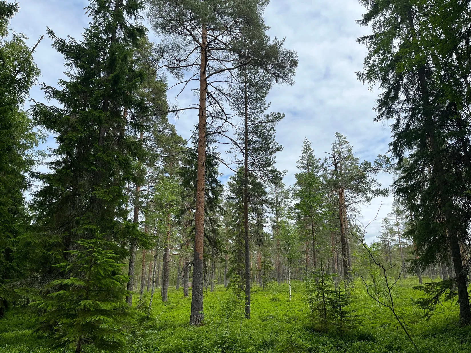Gård/Skog, NORDANSTIG VÄSTERGRÄNGSJÖ 24:1 och VÄSTERGRÄNGSJÖ3:6, Gnarp, Nordanstig