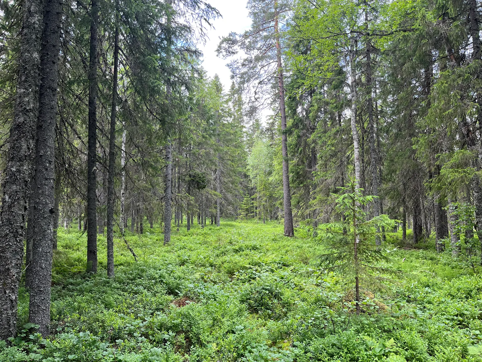 Gård/Skog, NORDANSTIG VÄSTERGRÄNGSJÖ 24:1 och VÄSTERGRÄNGSJÖ3:6, Gnarp, Nordanstig
