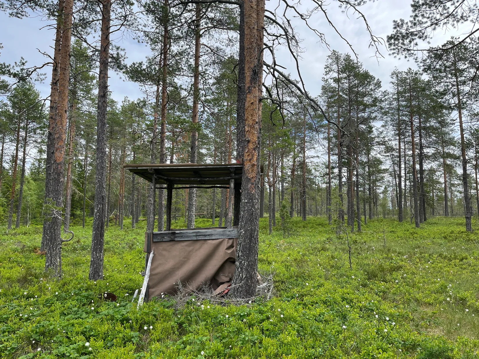 Gård/Skog, NORDANSTIG VÄSTERGRÄNGSJÖ 24:1 och VÄSTERGRÄNGSJÖ3:6, Gnarp, Nordanstig