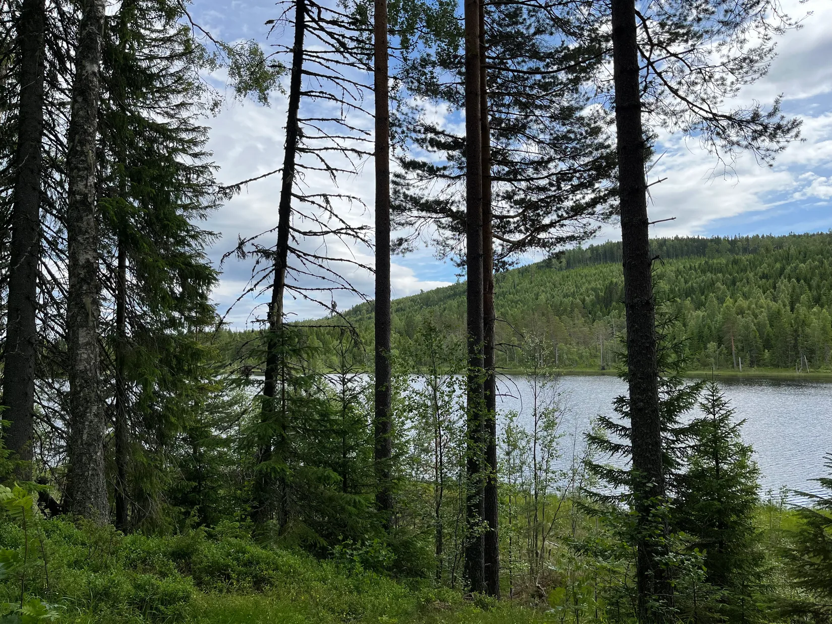 Gård/Skog, NORDANSTIG VÄSTERGRÄNGSJÖ 24:1 och VÄSTERGRÄNGSJÖ3:6, Gnarp, Nordanstig