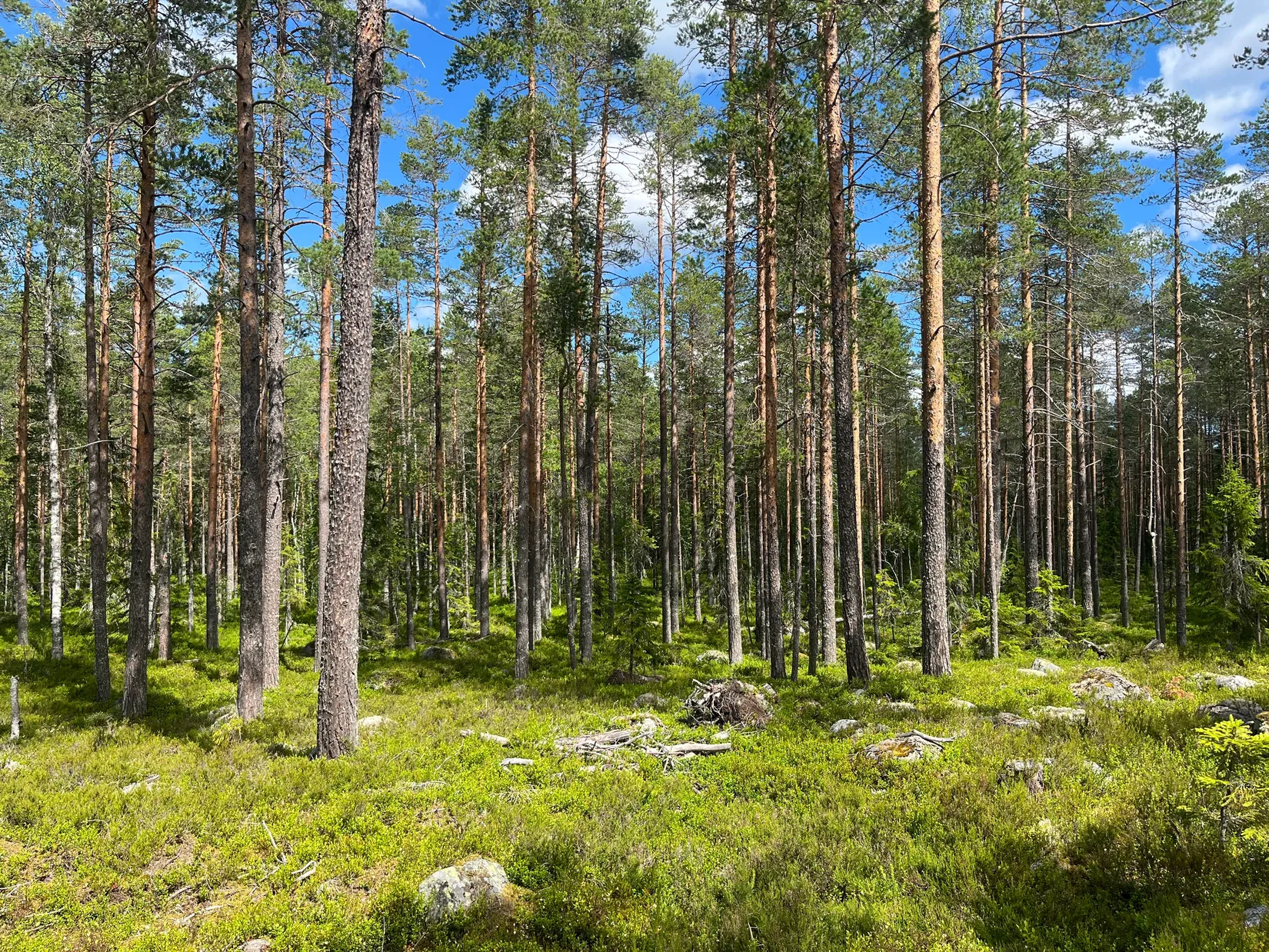 Gård/Skog, NORDANSTIG GRYTTJE 2:12, Gnarp, Nordanstig