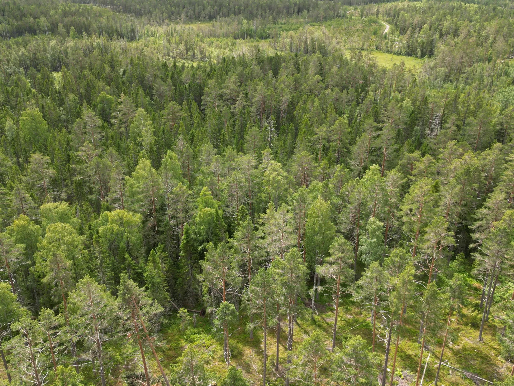 Gård/Skog, NORDANSTIG GRYTTJE 2:12, Gnarp, Nordanstig