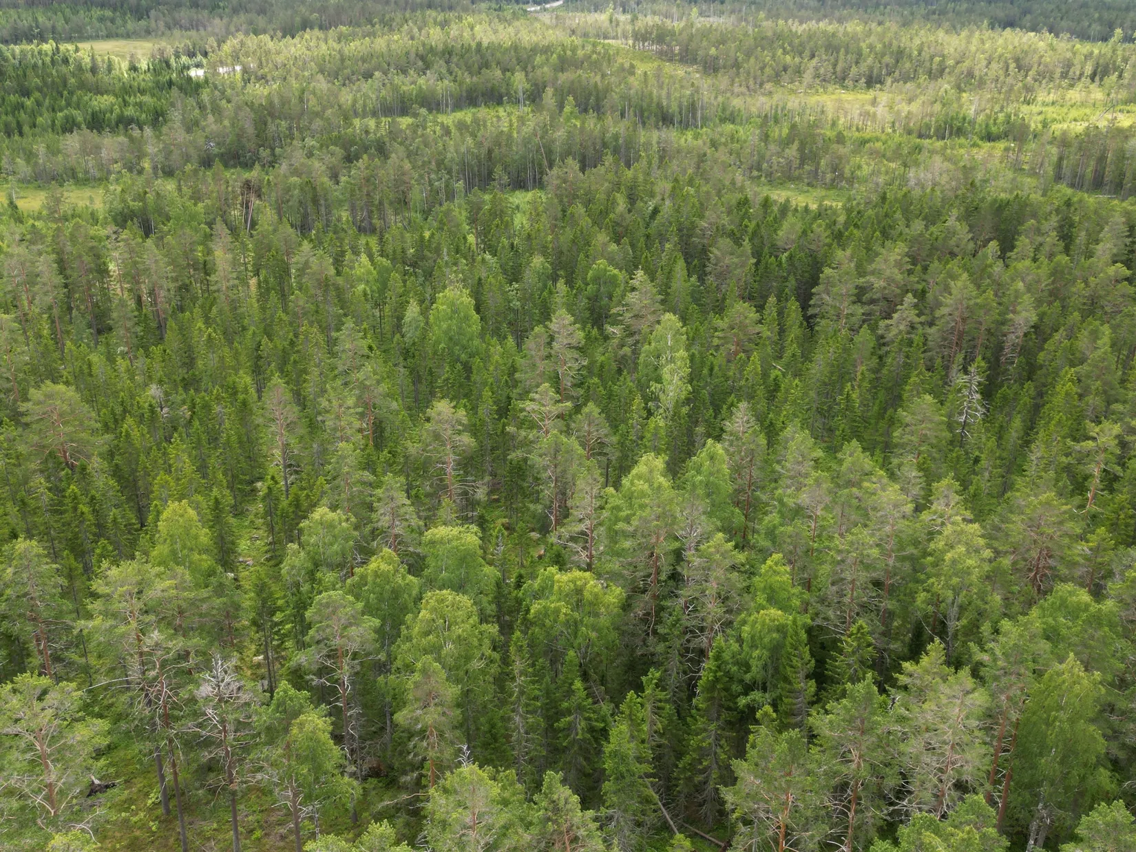 Gård/Skog, NORDANSTIG GRYTTJE 2:12, Gnarp, Nordanstig