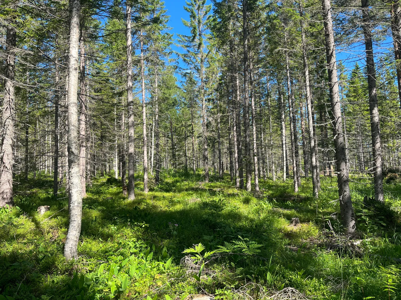 Gård/Skog, NORDANSTIG GRYTTJE 2:12, Gnarp, Nordanstig