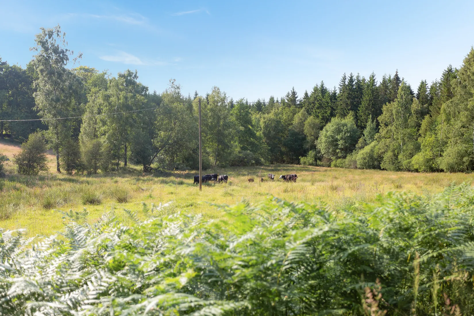 Gård/Skog, Bälinge 407, Perstorp