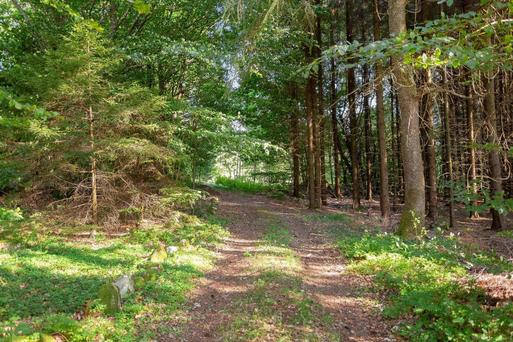 Gård/Skog, Bälinge 407, Perstorp