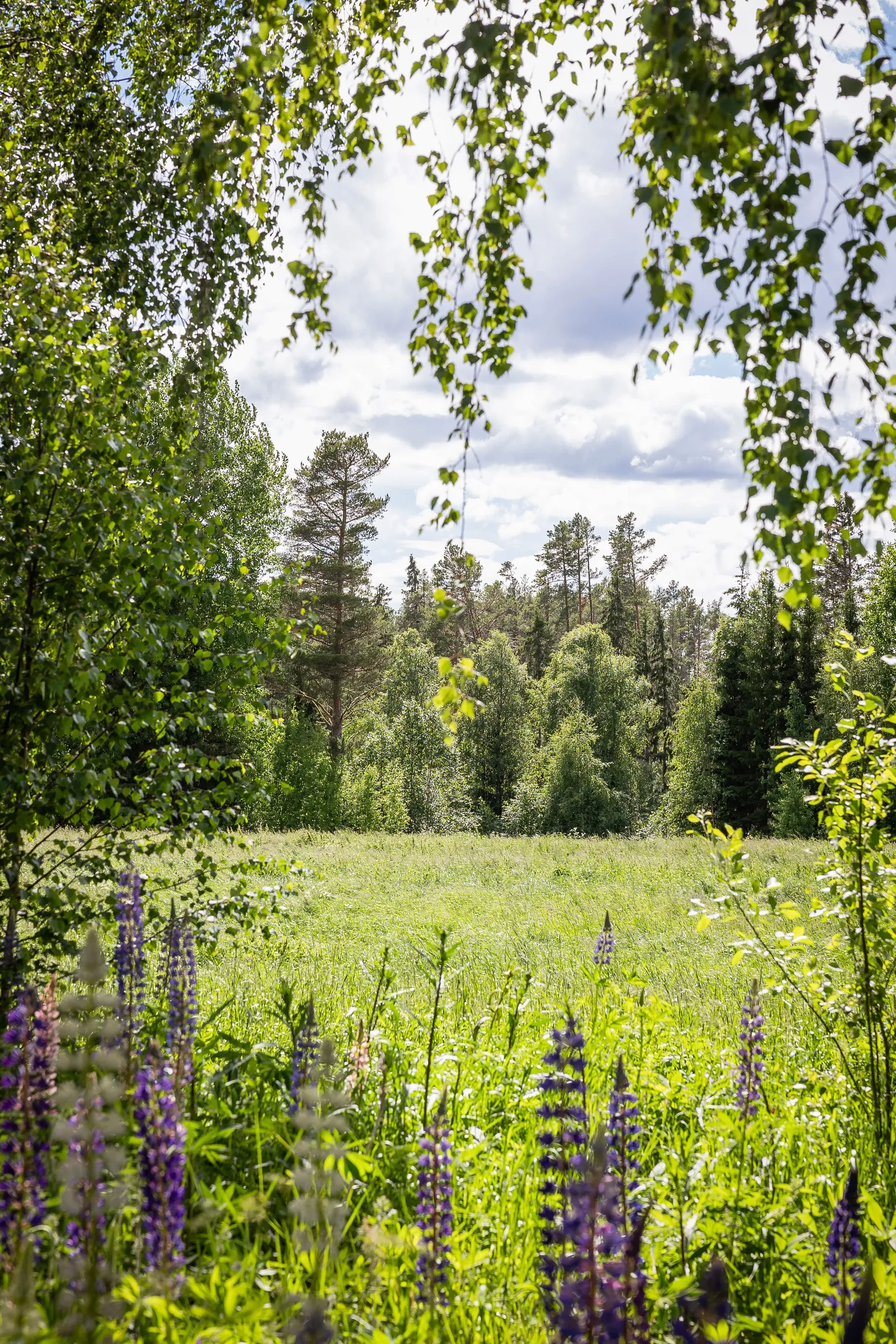 Gård/Skog, LJUSDAL FÖNE 7:9 och LJUSDAL FÖNE 11:7, Ljusdal