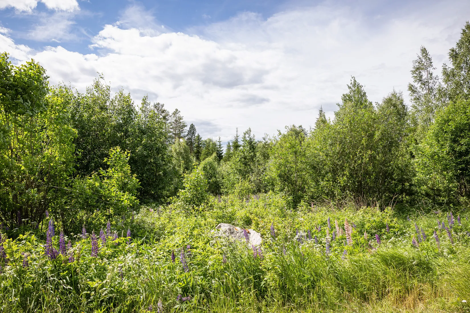 Gård/Skog, LJUSDAL FÖNE 7:9 och LJUSDAL FÖNE 11:7, Ljusdal