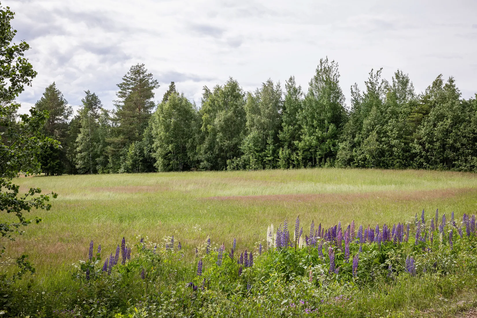 Gård/Skog, LJUSDAL FÖNE 7:9 och LJUSDAL FÖNE 11:7, Ljusdal
