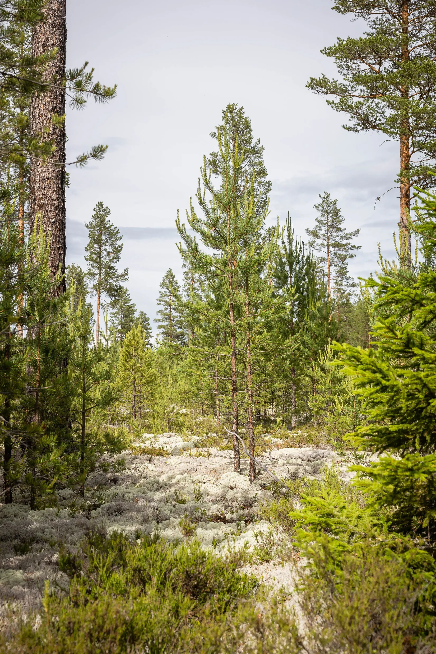 Gård/Skog, LJUSDAL FÖNE 7:9 och LJUSDAL FÖNE 11:7, Ljusdal
