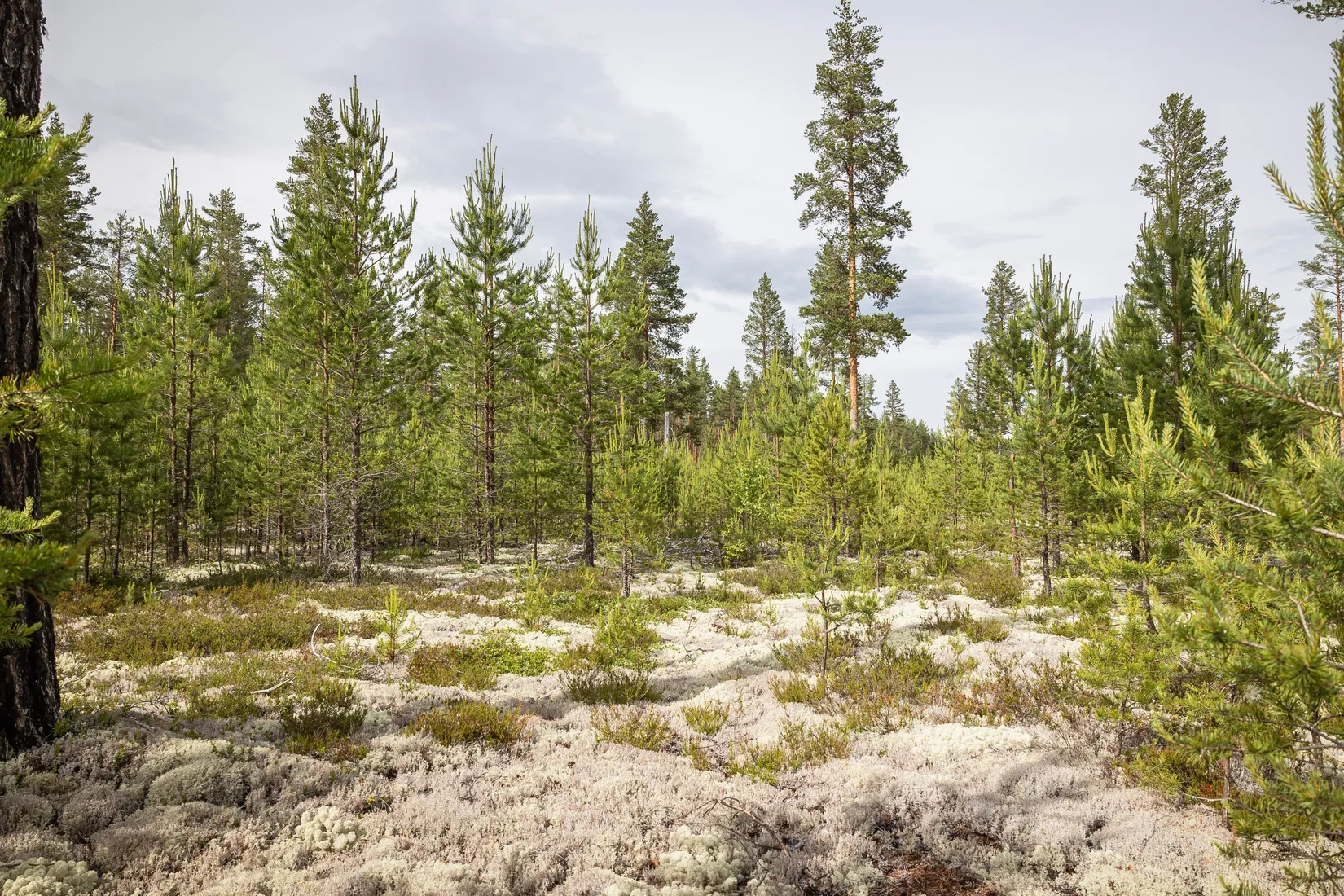 Gård/Skog, LJUSDAL FÖNE 7:9 och LJUSDAL FÖNE 11:7, Ljusdal