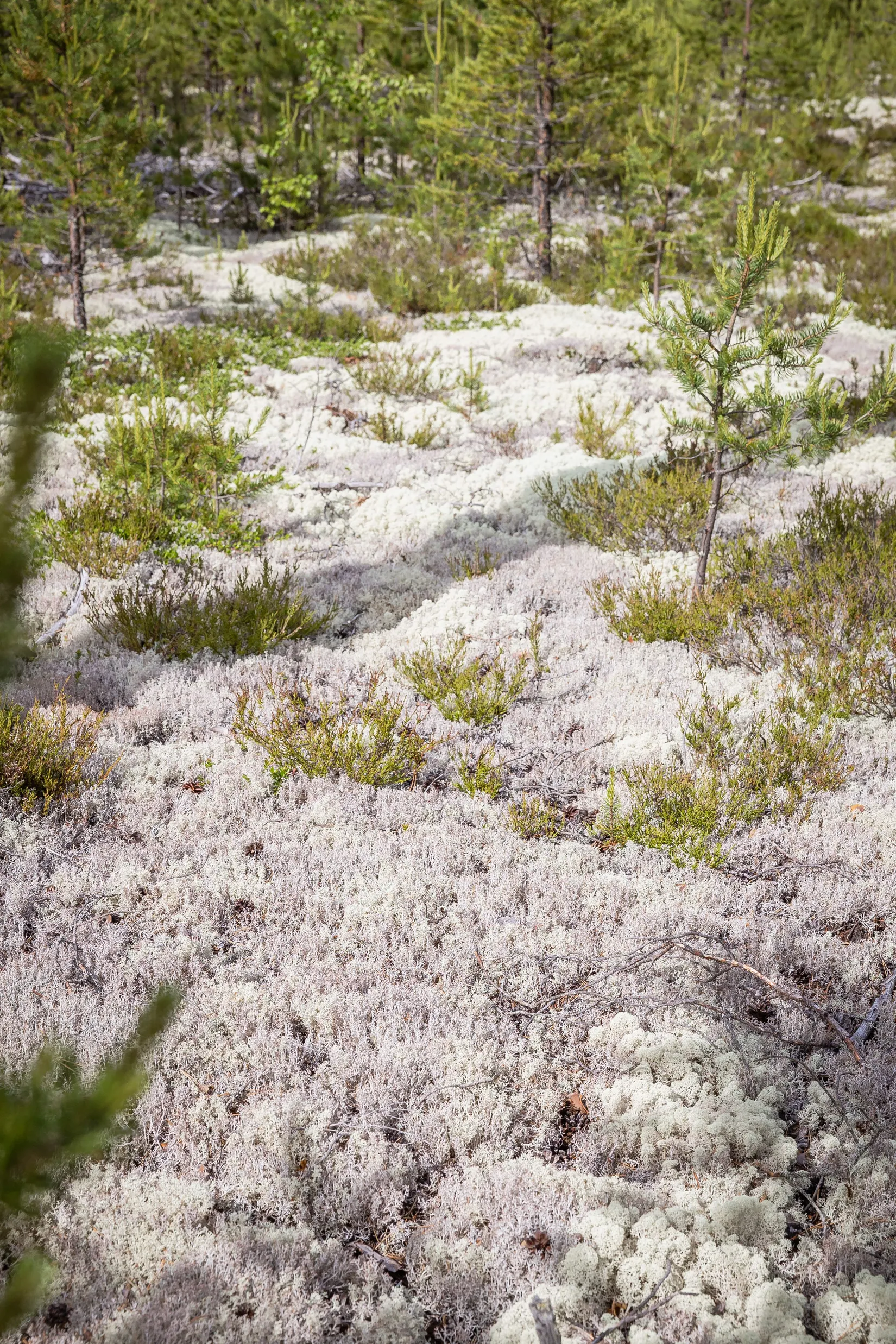 Gård/Skog, LJUSDAL FÖNE 7:9 och LJUSDAL FÖNE 11:7, Ljusdal