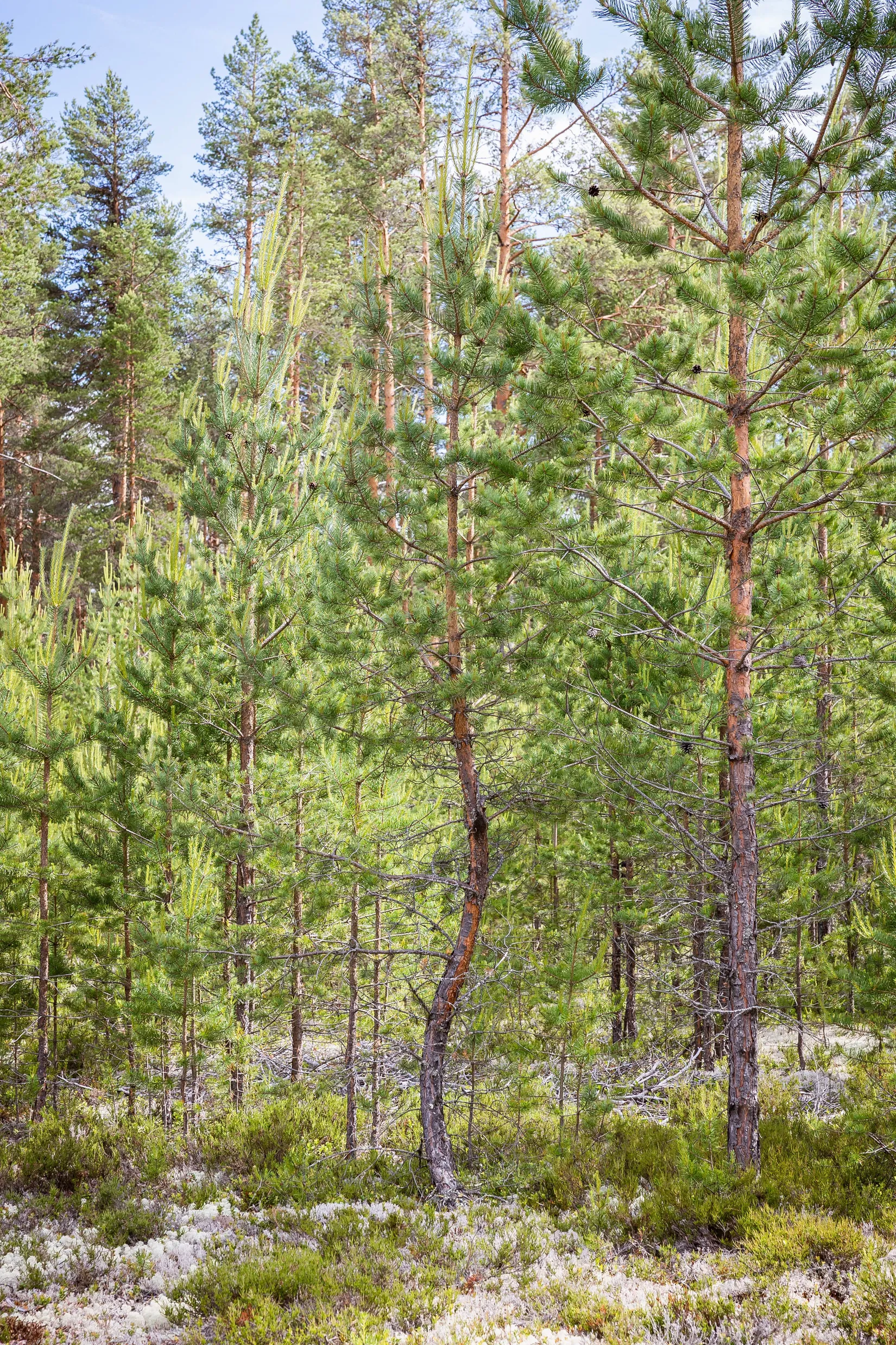 Gård/Skog, LJUSDAL FÖNE 7:9 och LJUSDAL FÖNE 11:7, Ljusdal