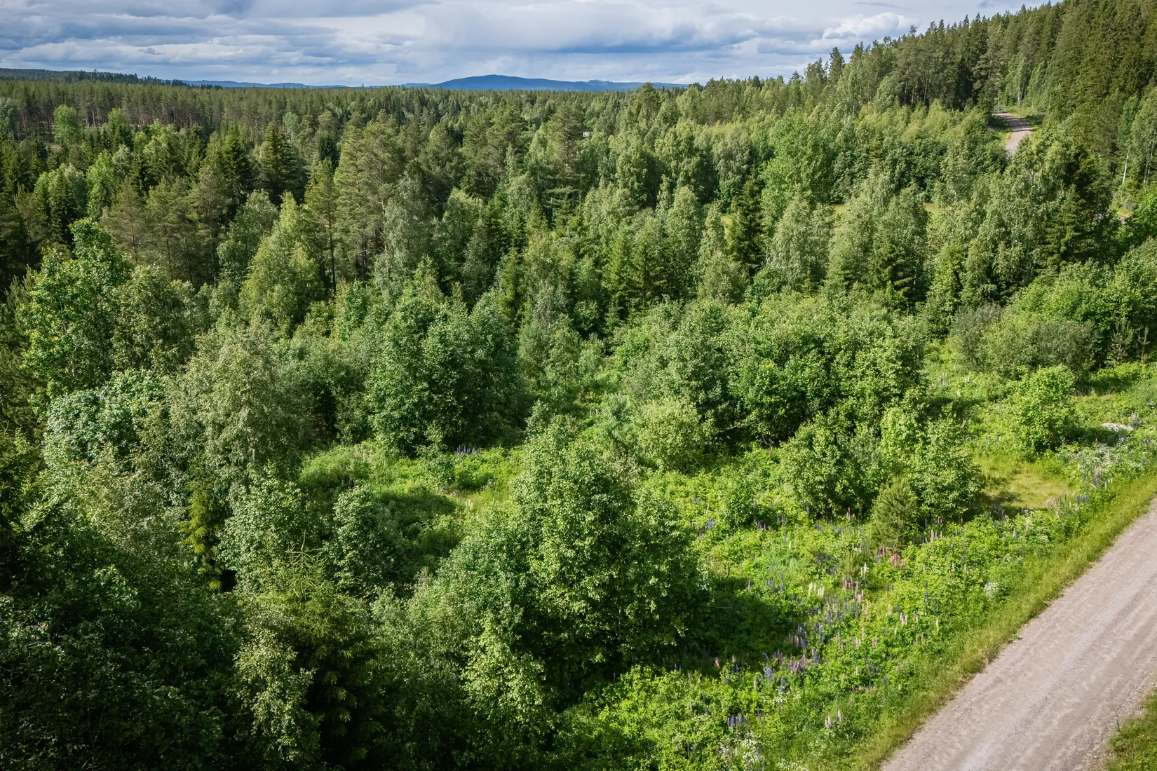 Gård/Skog, LJUSDAL FÖNE 7:9 och LJUSDAL FÖNE 11:7, Ljusdal