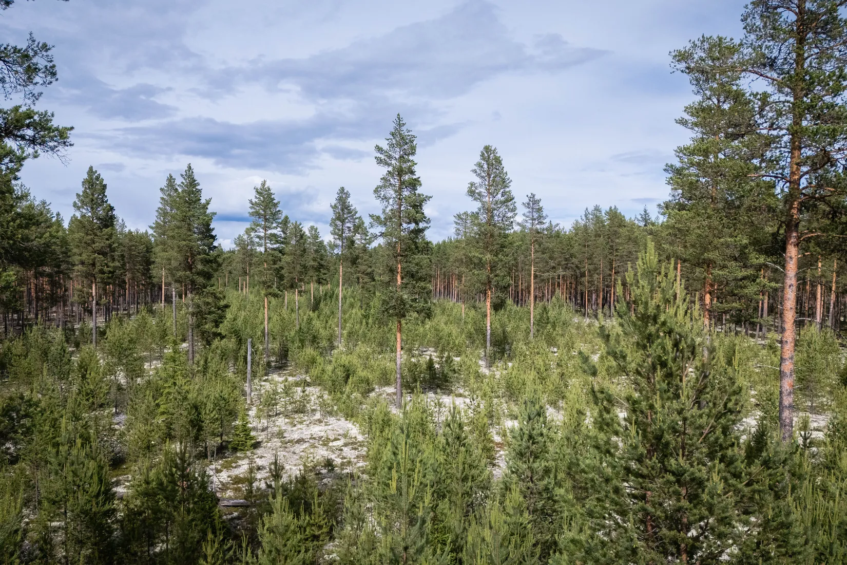 Gård/Skog, LJUSDAL FÖNE 7:9 och LJUSDAL FÖNE 11:7, Ljusdal