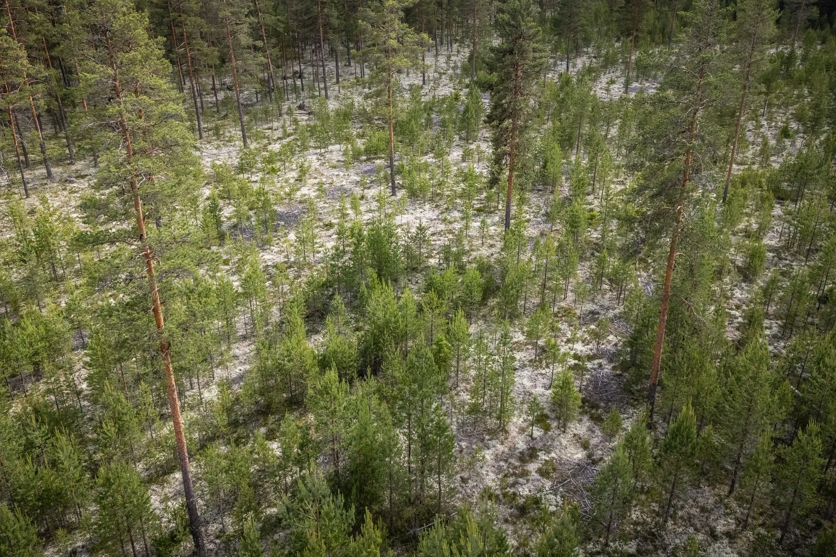 Gård/Skog, LJUSDAL FÖNE 7:9 och LJUSDAL FÖNE 11:7, Ljusdal