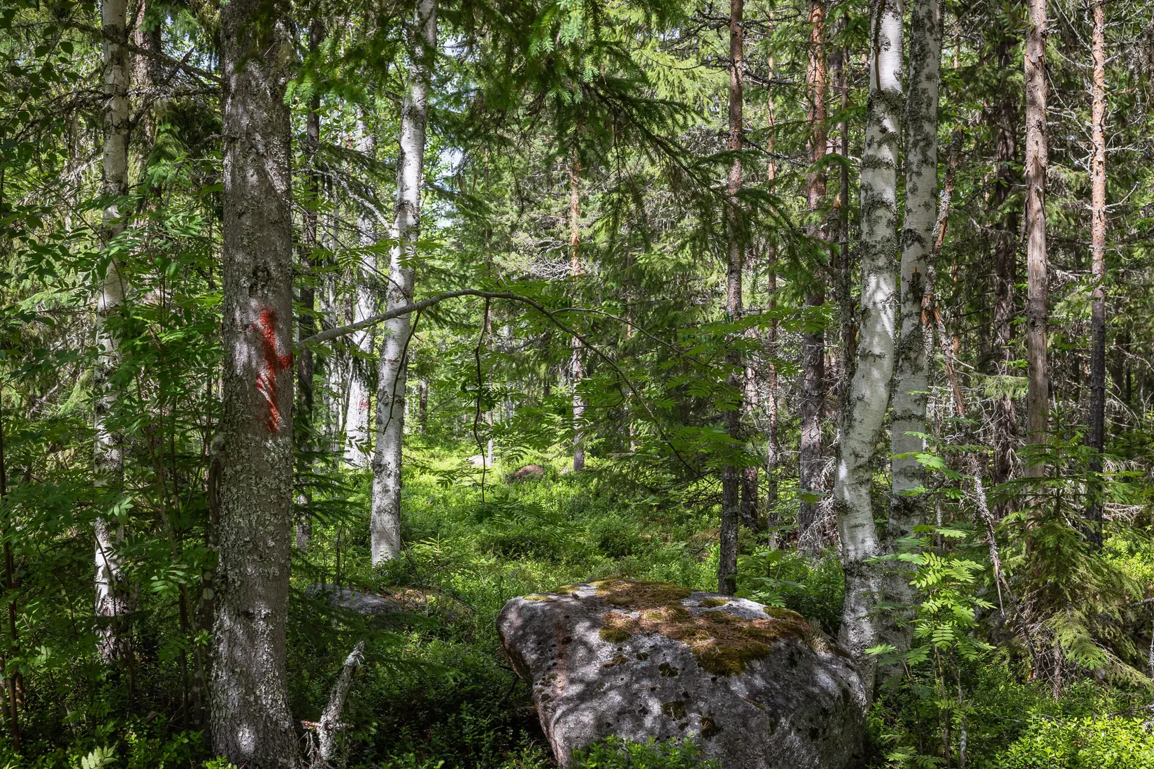 Gård/Skog, LJUSDAL FÖNE 7:9 och LJUSDAL FÖNE 11:7, Ljusdal