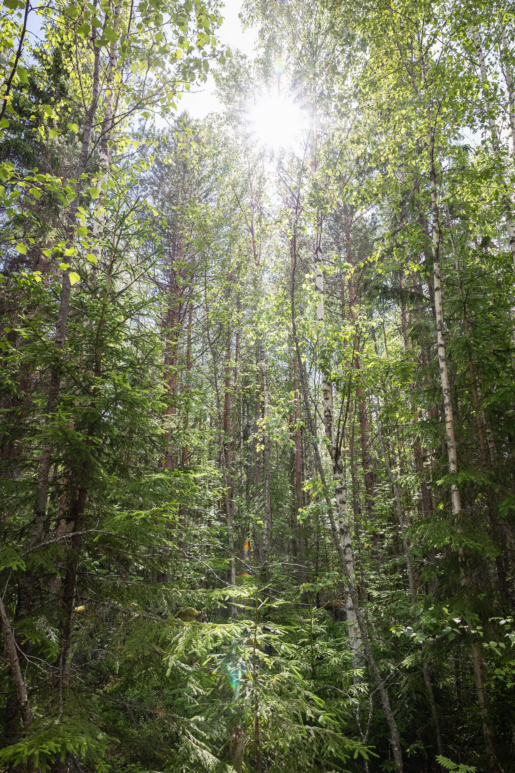 Gård/Skog, LJUSDAL FÖNE 7:9 och LJUSDAL FÖNE 11:7, Ljusdal