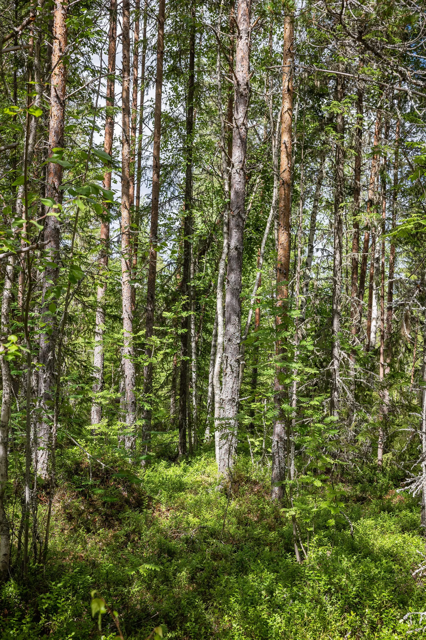 Gård/Skog, LJUSDAL FÖNE 7:9 och LJUSDAL FÖNE 11:7, Ljusdal
