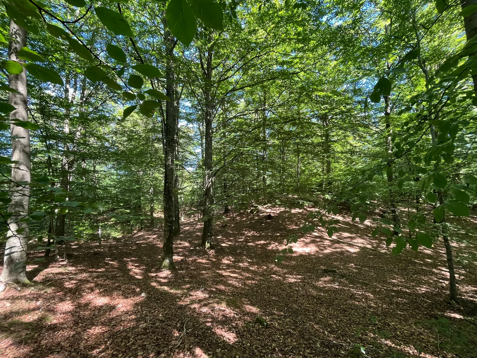 Gård/Skog, Ekastorp 4420, Ekastorp, Hörby