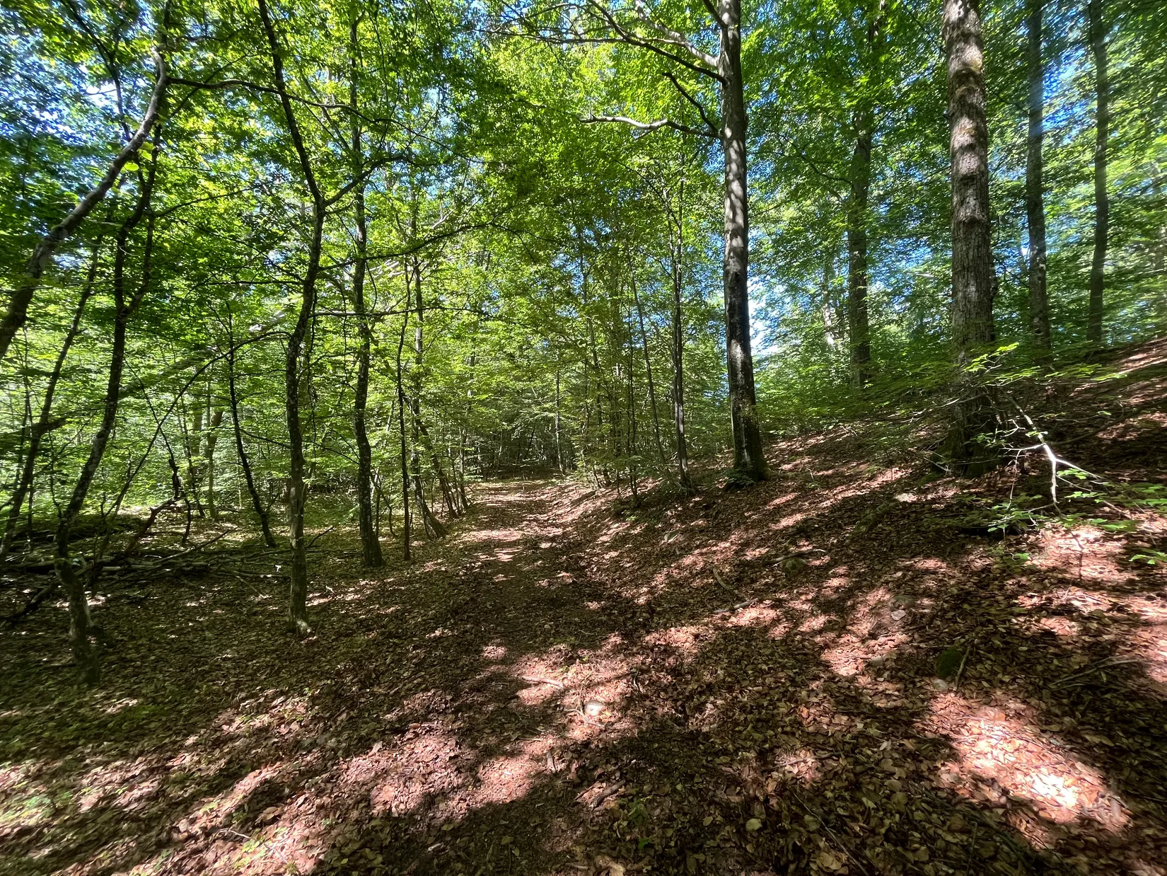 Gård/Skog, Ekastorp 4420, Ekastorp, Hörby