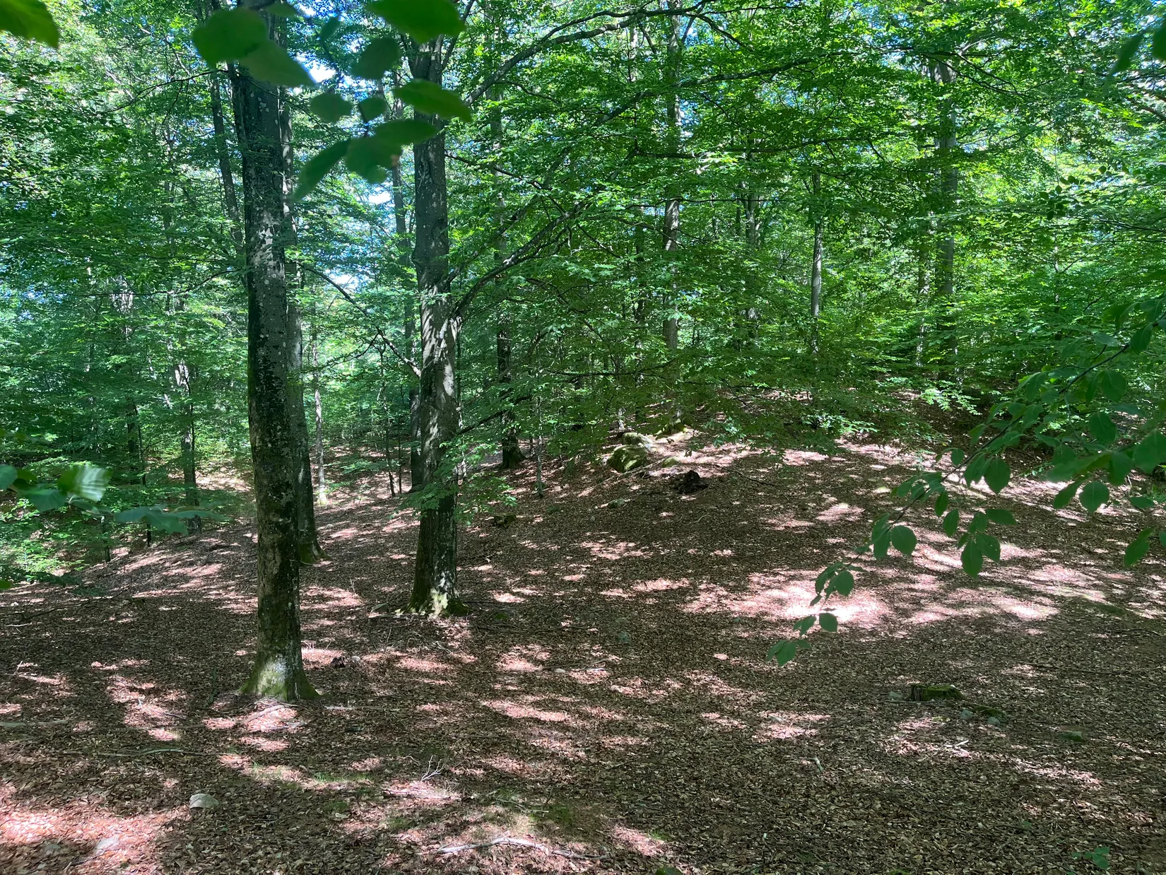 Gård/Skog, Ekastorp 4420, Ekastorp, Hörby