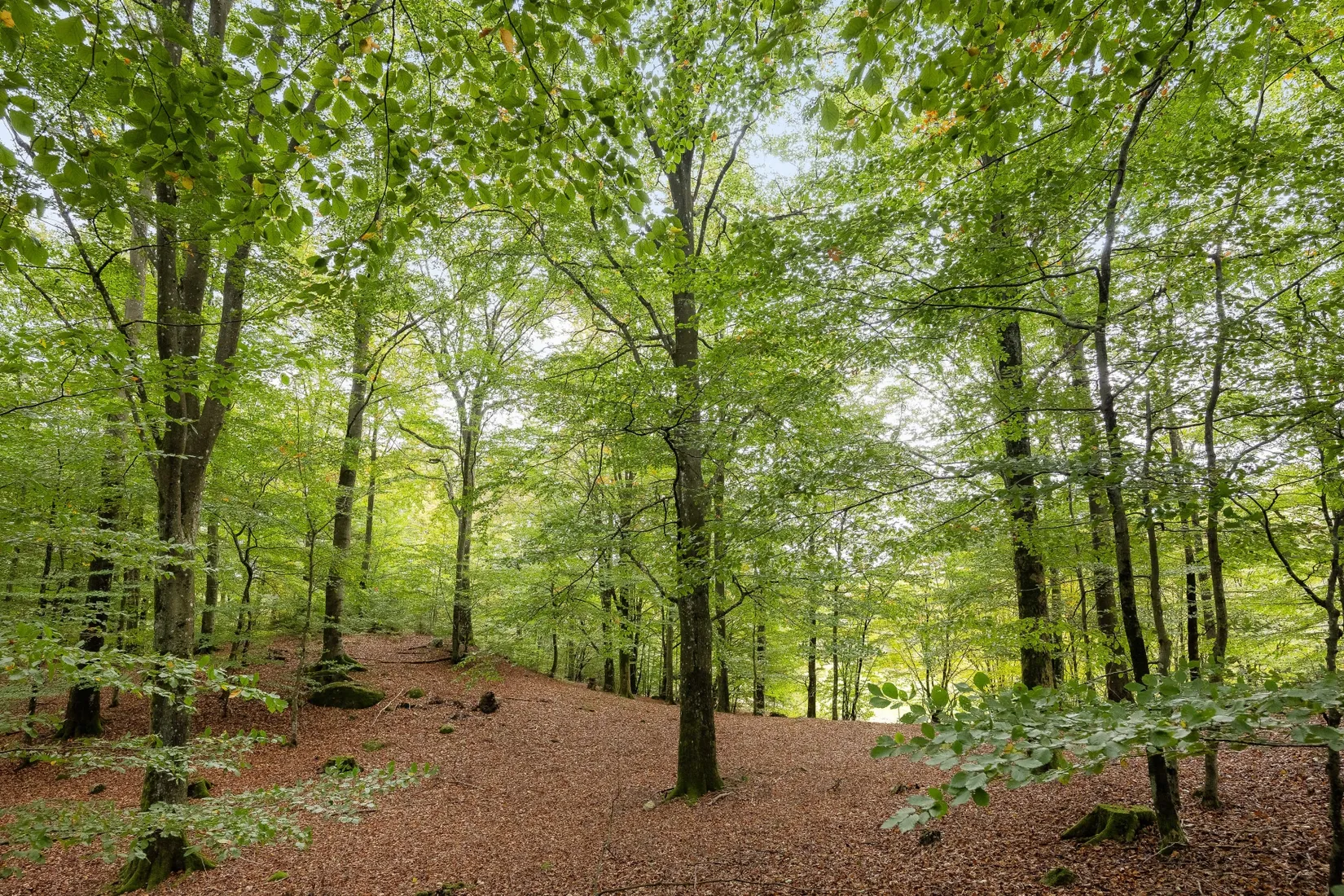 Gård/Skog, Ekastorp 4420, Ekastorp, Hörby