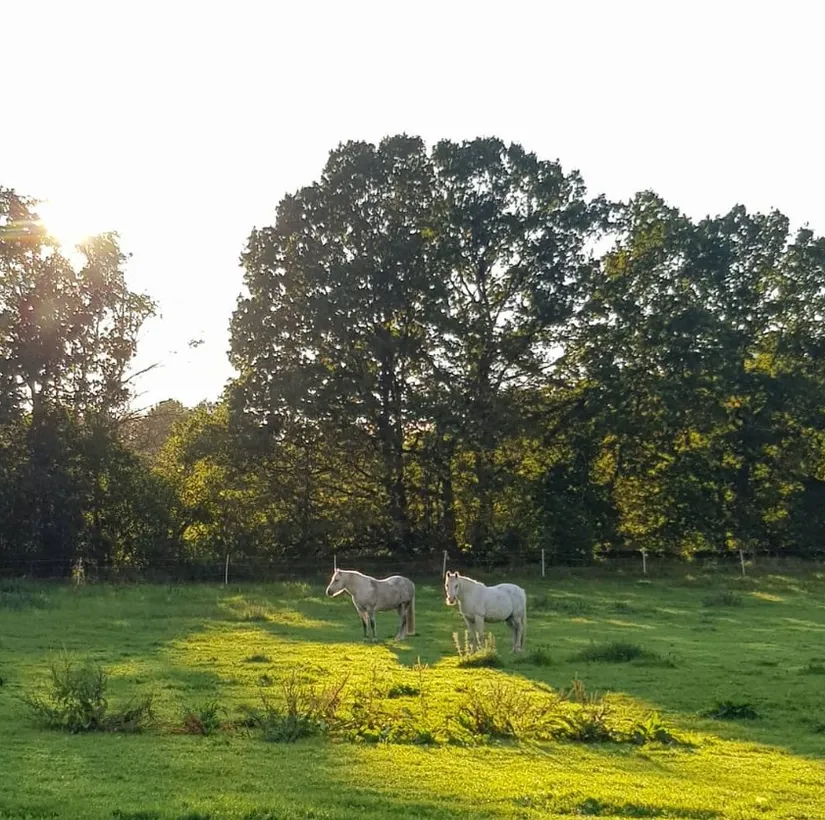 Gård/Skog, Ekastorp 4420, Ekastorp, Hörby