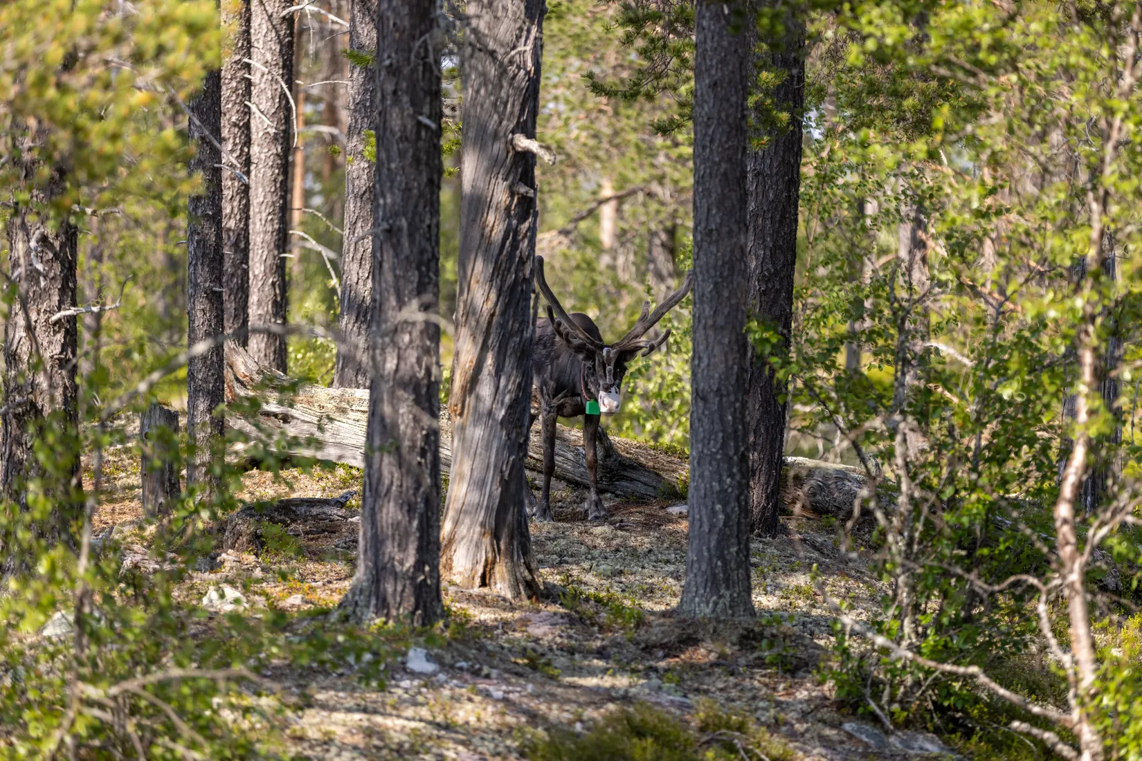 Fritidshus, Lillfjäten 1:13, Lillfjäten, Älvdalen