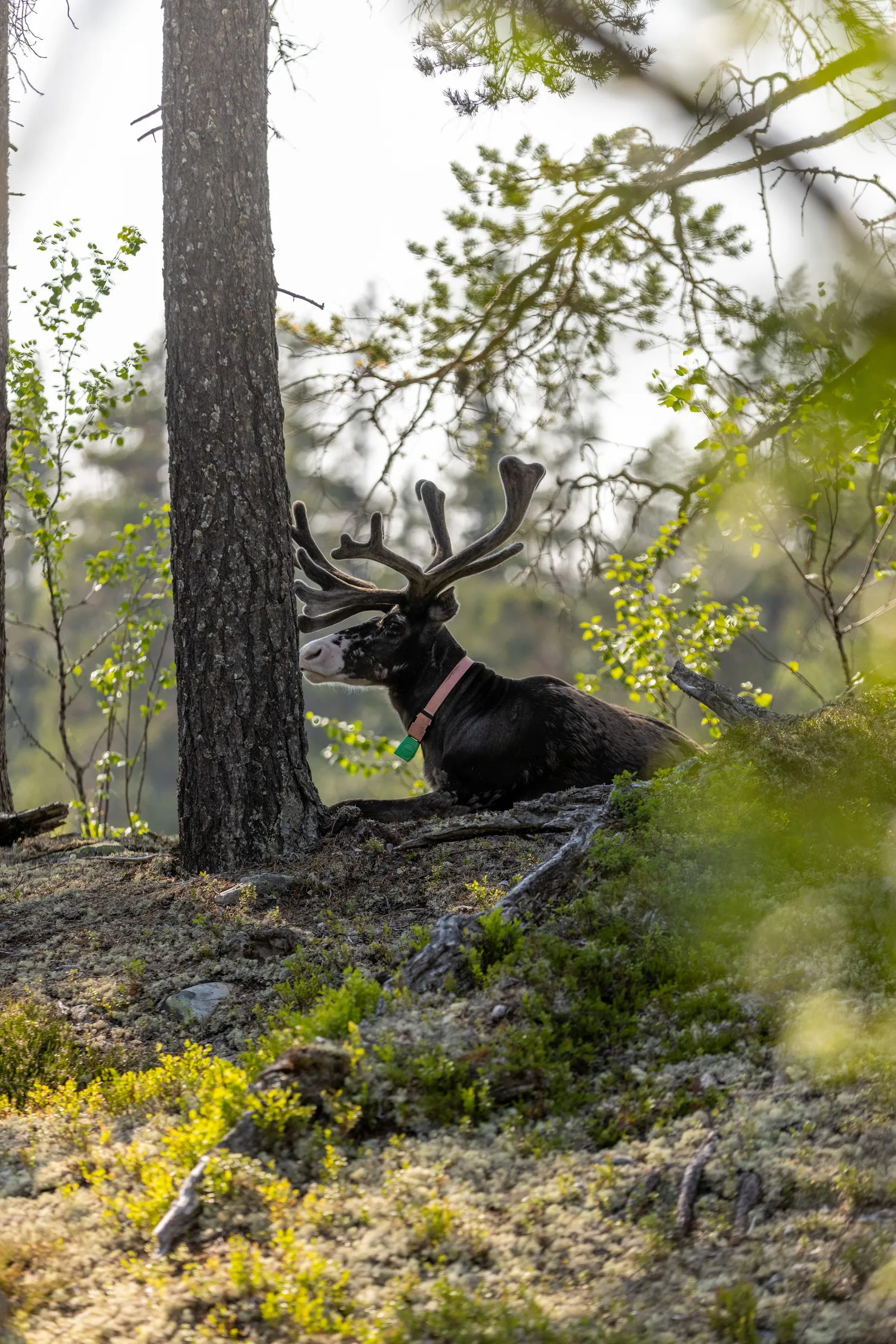 Fritidshus, Lillfjäten 1:13, Lillfjäten, Älvdalen