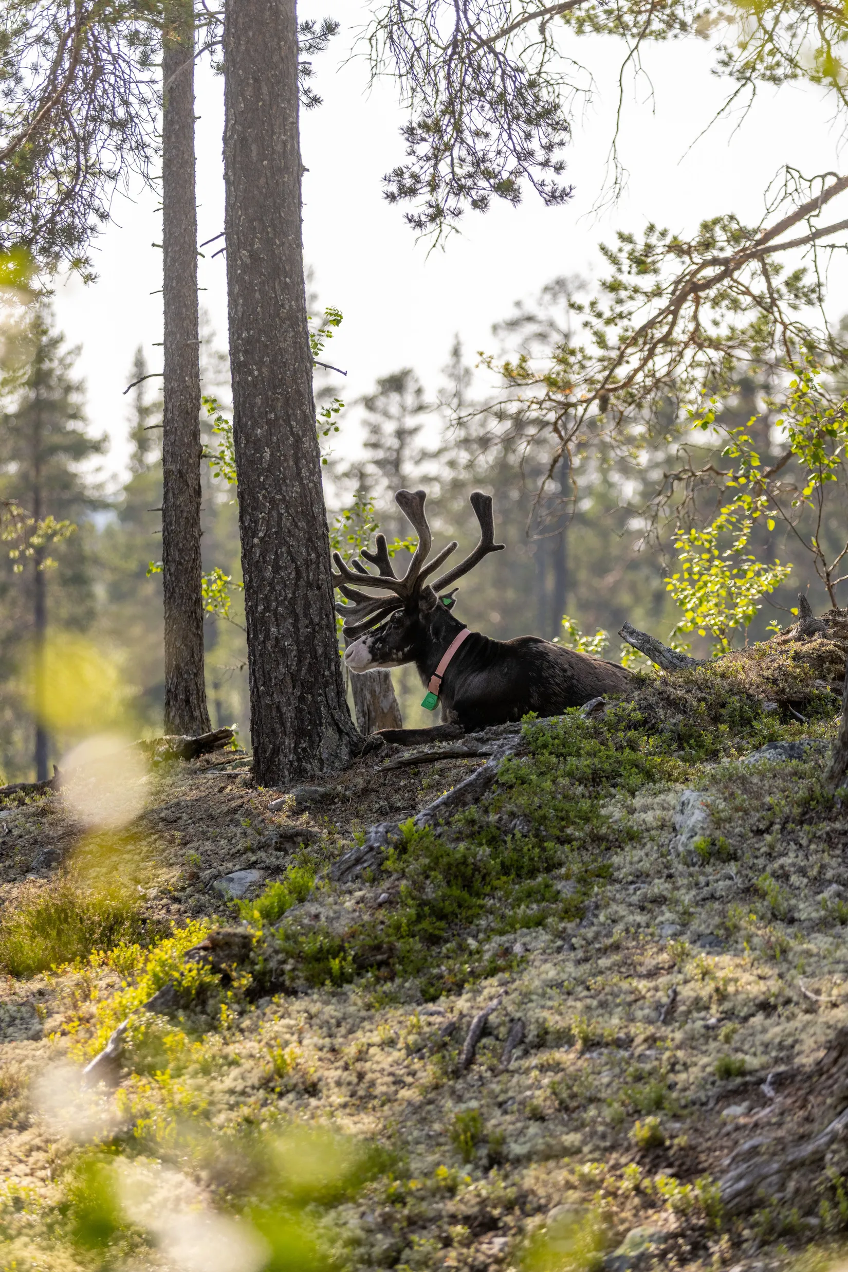 Fritidshus, Lillfjäten 1:13, Lillfjäten, Älvdalen