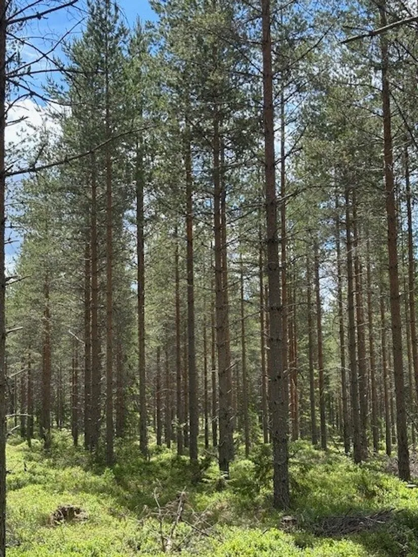 Gård/Skog, Dalbyn enligt Skogsbruksplan, Dalbyn, Rättvik