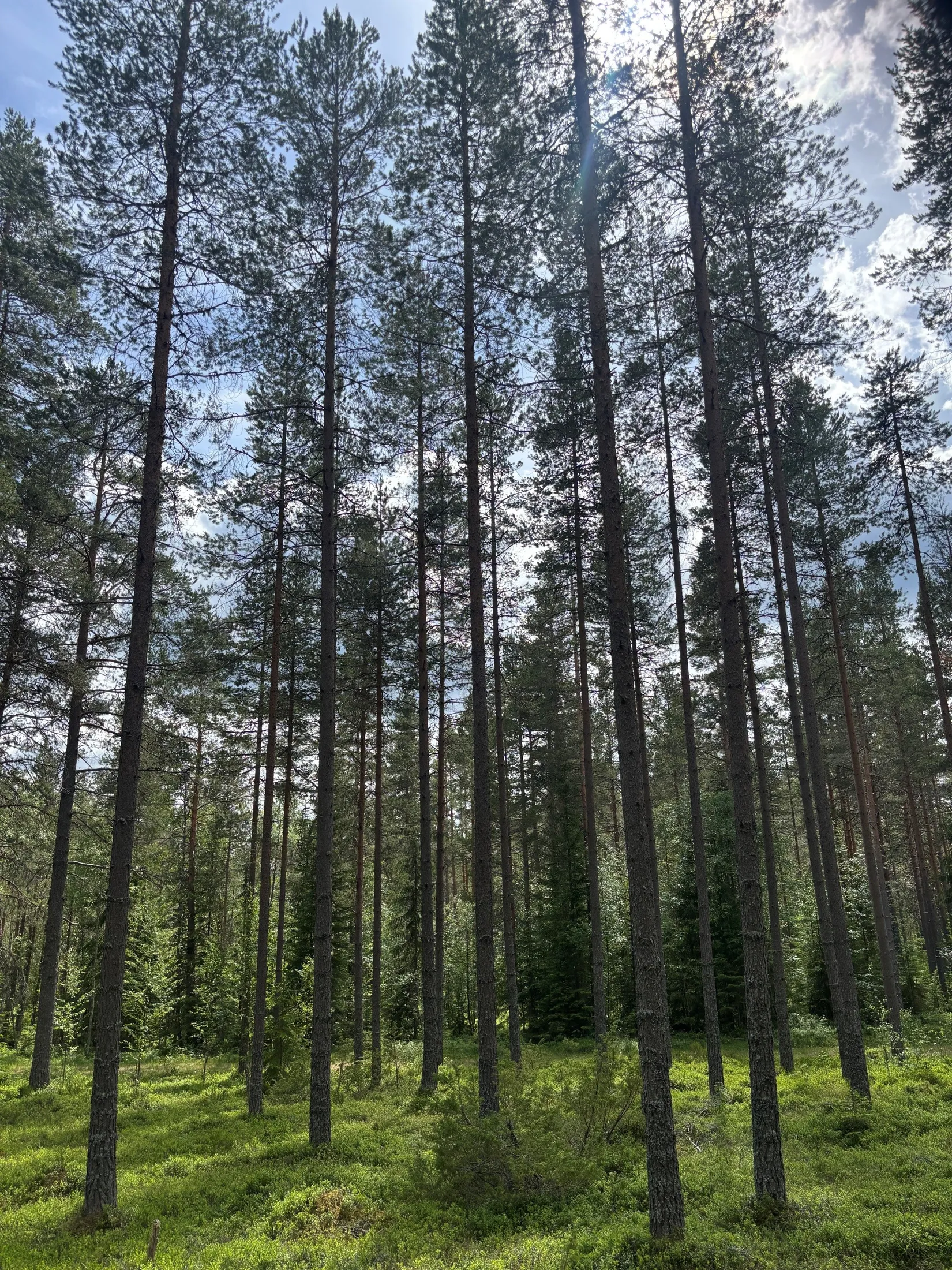 Gård/Skog, Dalbyn enligt Skogsbruksplan, Dalbyn, Rättvik