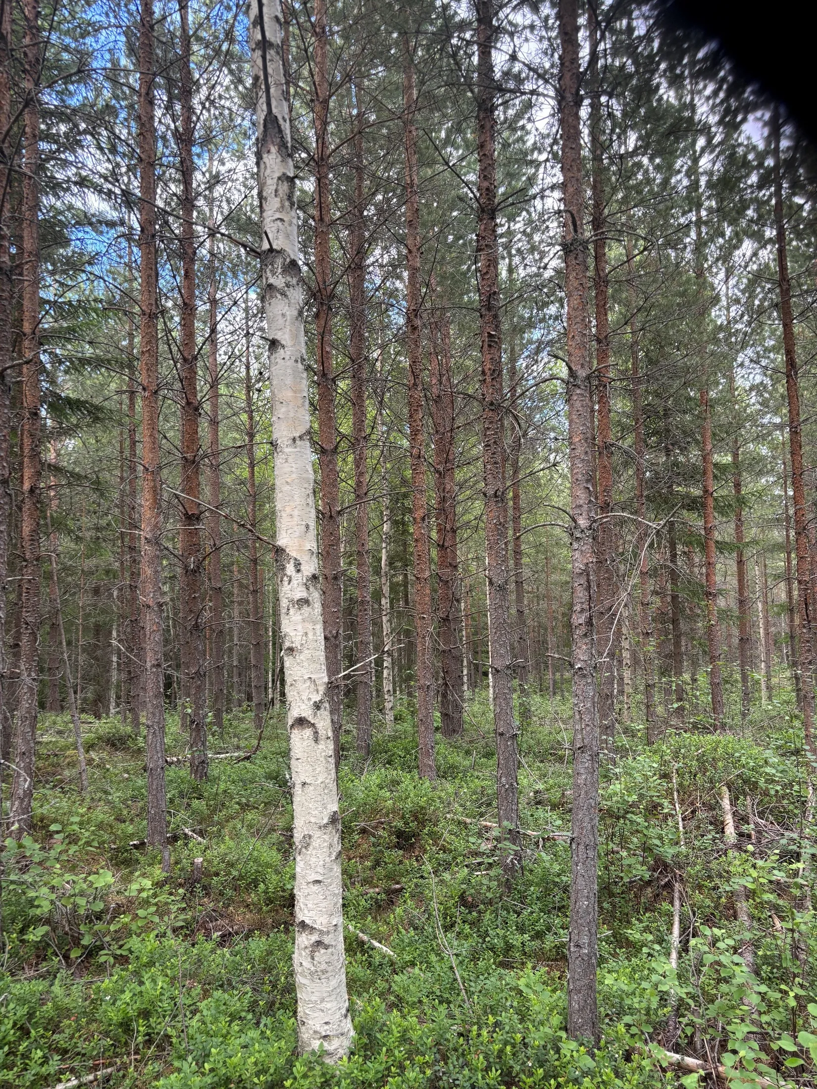 Gård/Skog, Dalbyn enligt Skogsbruksplan, Dalbyn, Rättvik