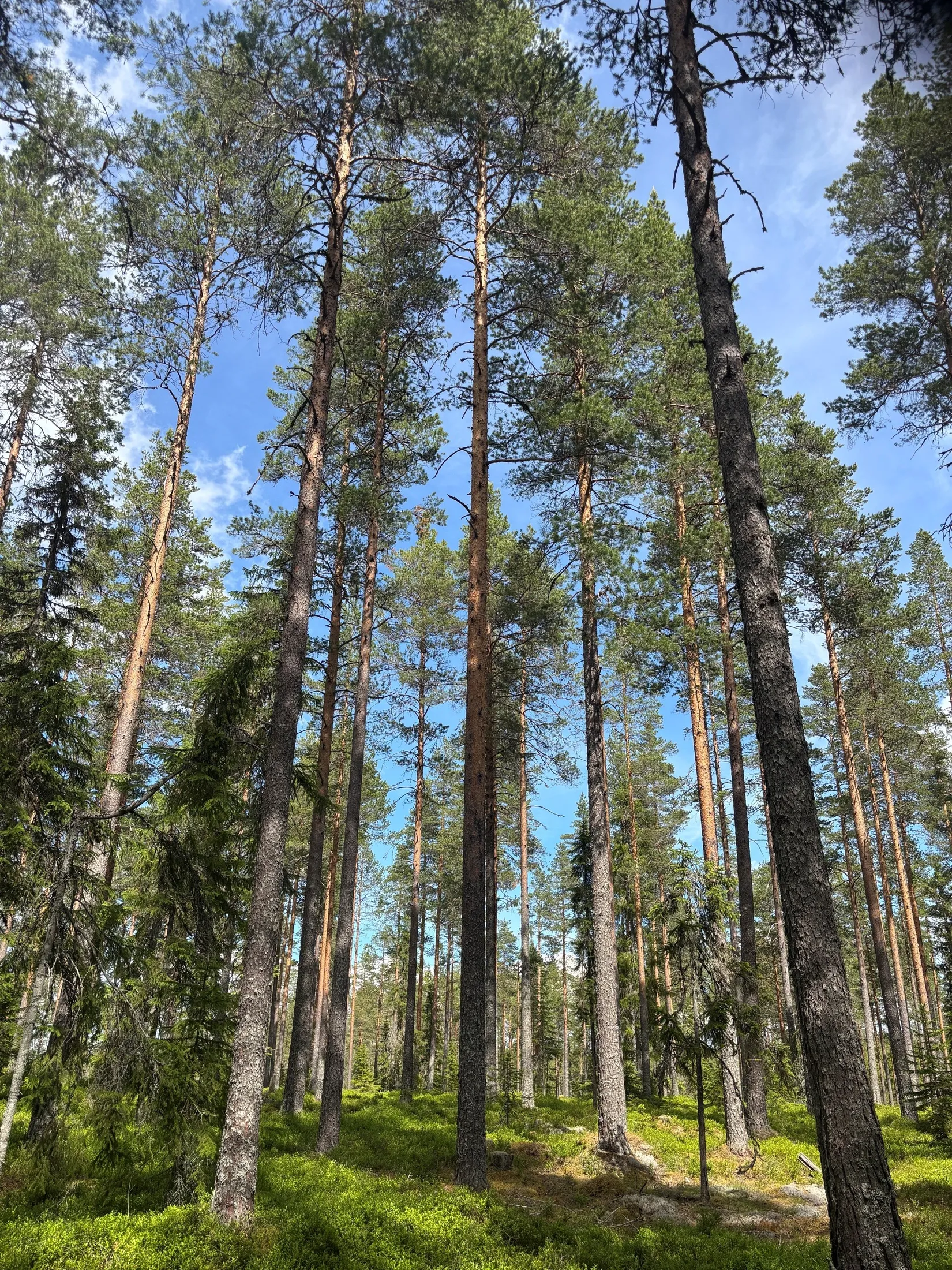 Gård/Skog, Dalbyn enligt Skogsbruksplan, Dalbyn, Rättvik